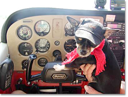 Foto: Hund im Cockpit
